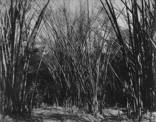 Bambusgruppe, Trinidad, um 1891